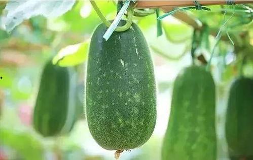 娱乐吃瓜种类,盘点热门事件，揭秘明星幕后故事