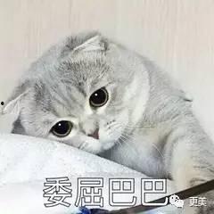 娱乐吃瓜君折耳猫